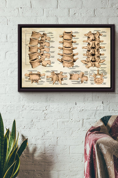 Chiropractor Spine Poster n Framed Matte Canvas
