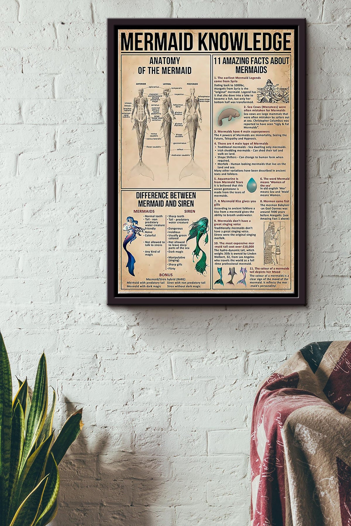 Mermaid Knowledge Anatomy Difference Amazing Facts Poster Sea Creature Knowledge Wall Art Canvas Gift For Girl Boy Scientist Mermaid Lover Sea Lover Fairy Tales Lover Framed Matte Canvas Framed Prints, Canvas