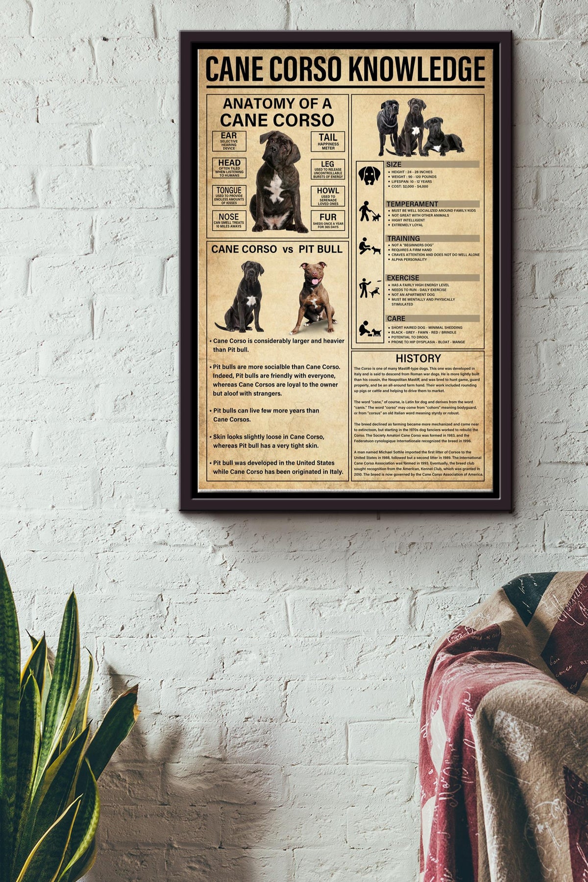 Cane Corso Knowledge Basic Information Poster - Animal Knowledge Wall Art - Gift For Dog Lover Dog Owner Biologist Framed Matte Canvas Framed Prints, Canvas