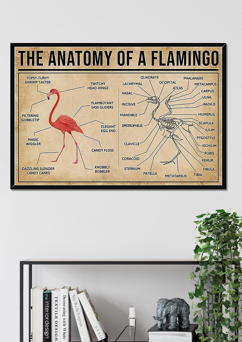 Falmingo Anatomy Drawing Knowledge Wall Art Gift For Artist Biologist Framed Prints, Canvas