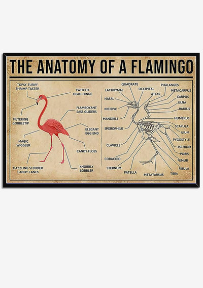 Falmingo Anatomy Drawing Knowledge Wall Art Gift For Artist Biologist Framed Prints, Canvas