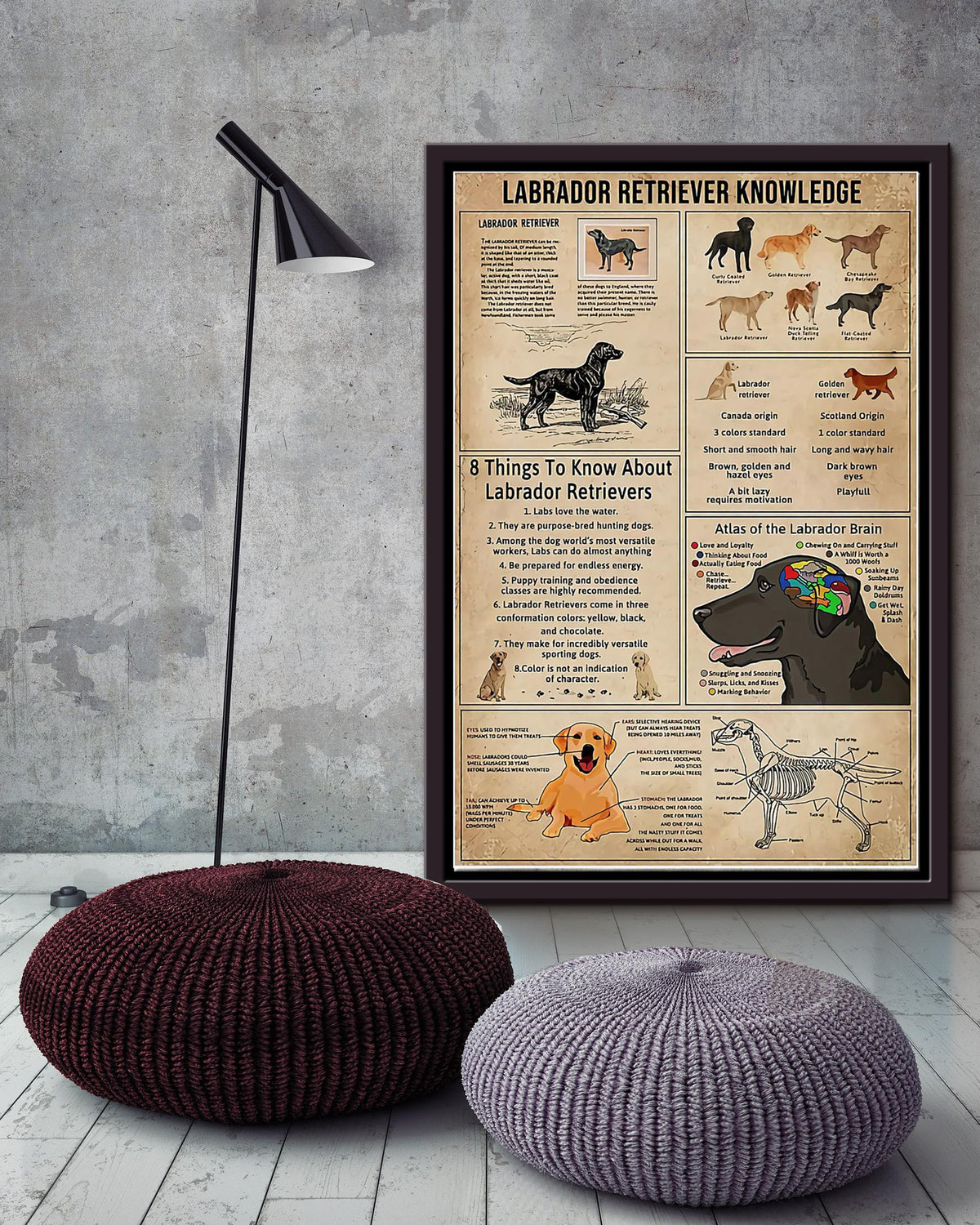 Labrador Retriever Facts Animal Knowledge For Homeschool Nusery Kids Bedroom Decor Framed Canvas