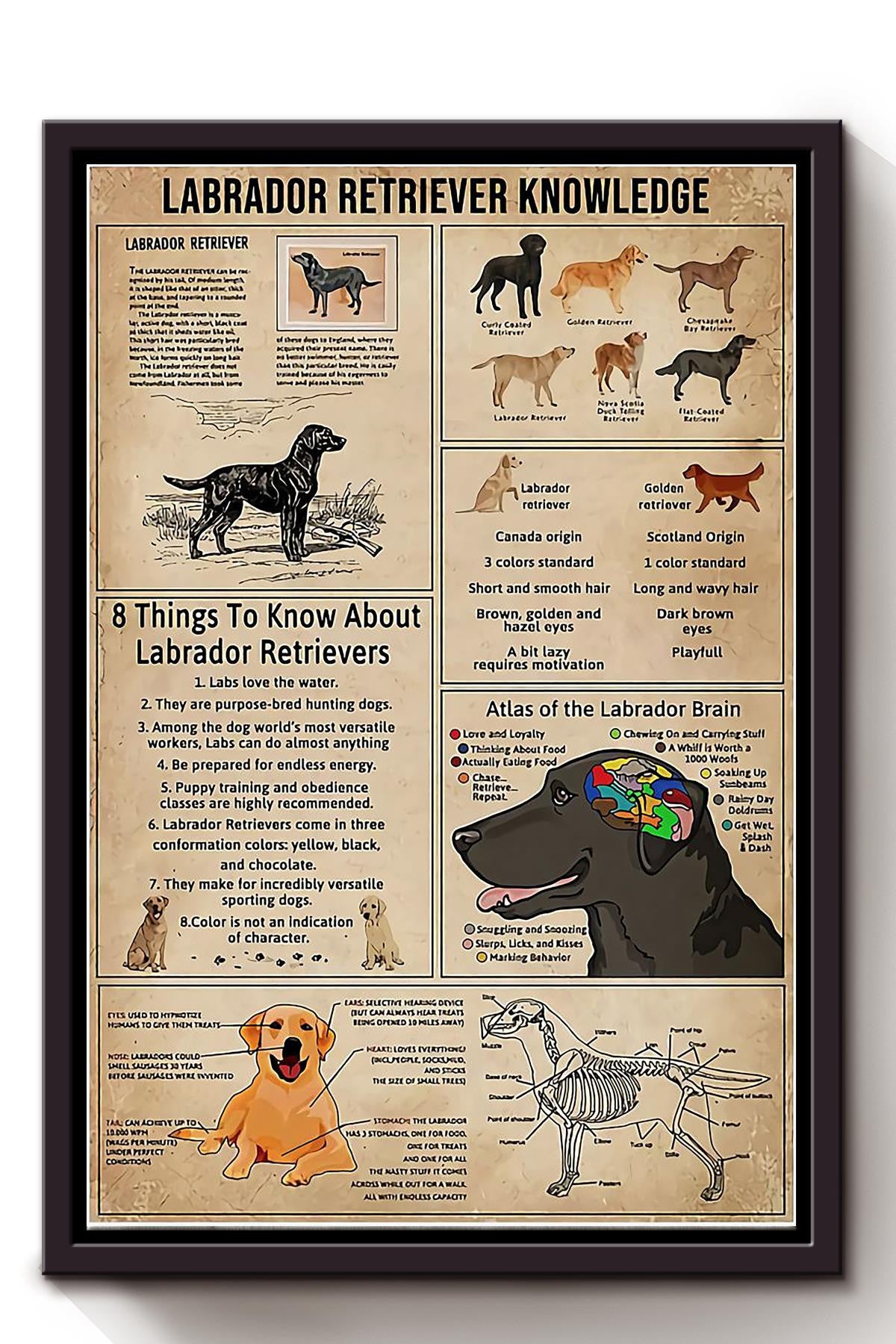 Labrador Retriever Facts Animal Knowledge For Homeschool Nusery Kids Bedroom Decor Framed Canvas