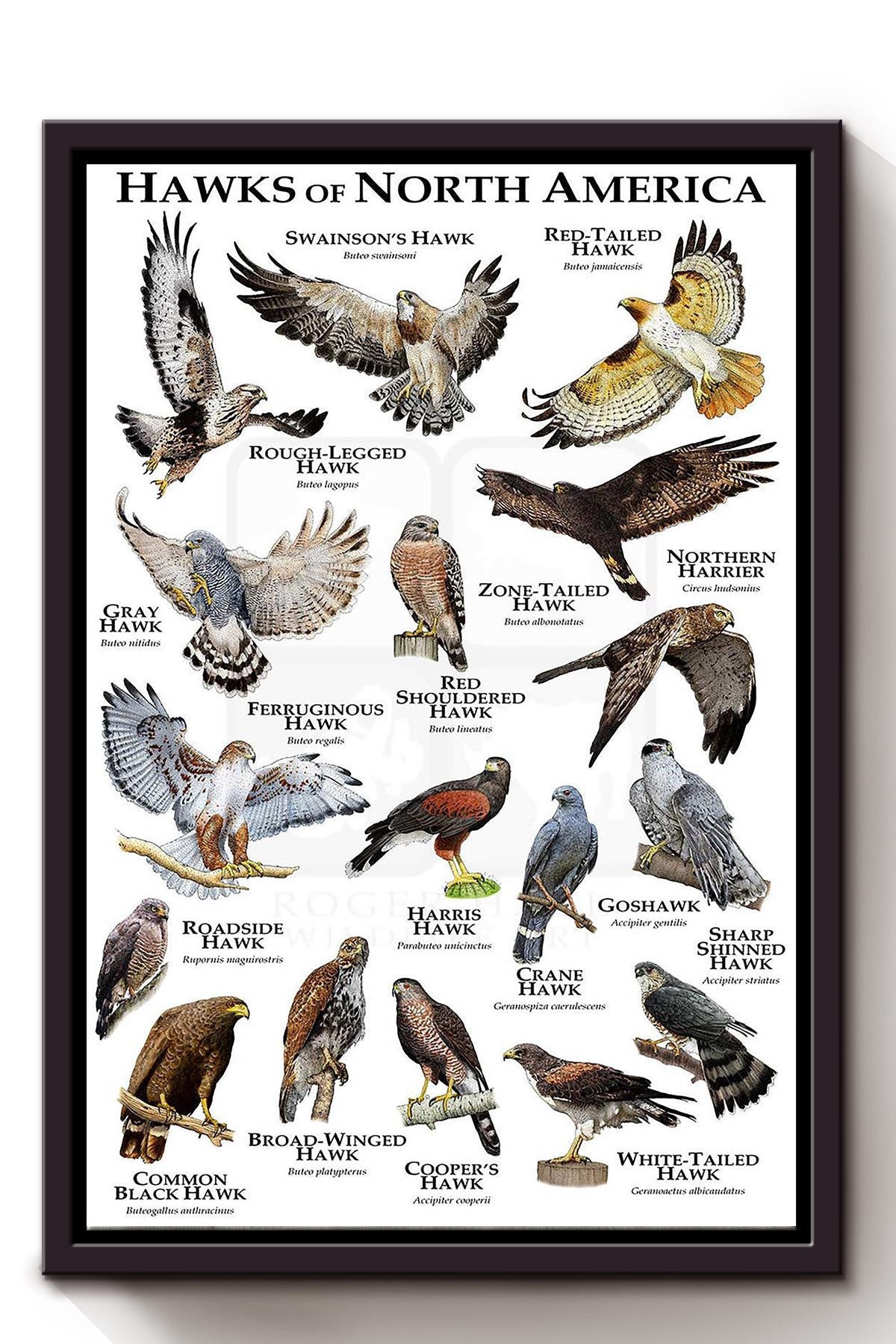 Hawks Of North America Poster Animal Wall Art For Library Museum Decor Framed Matte Canvas Framed Prints, Canvas