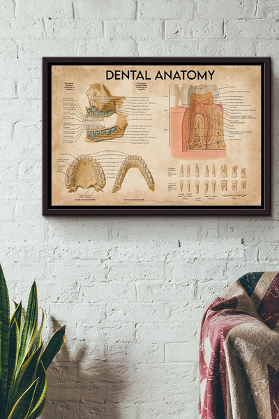 Dentist Dental Anatomy Poster n Framed Matte Canvas
