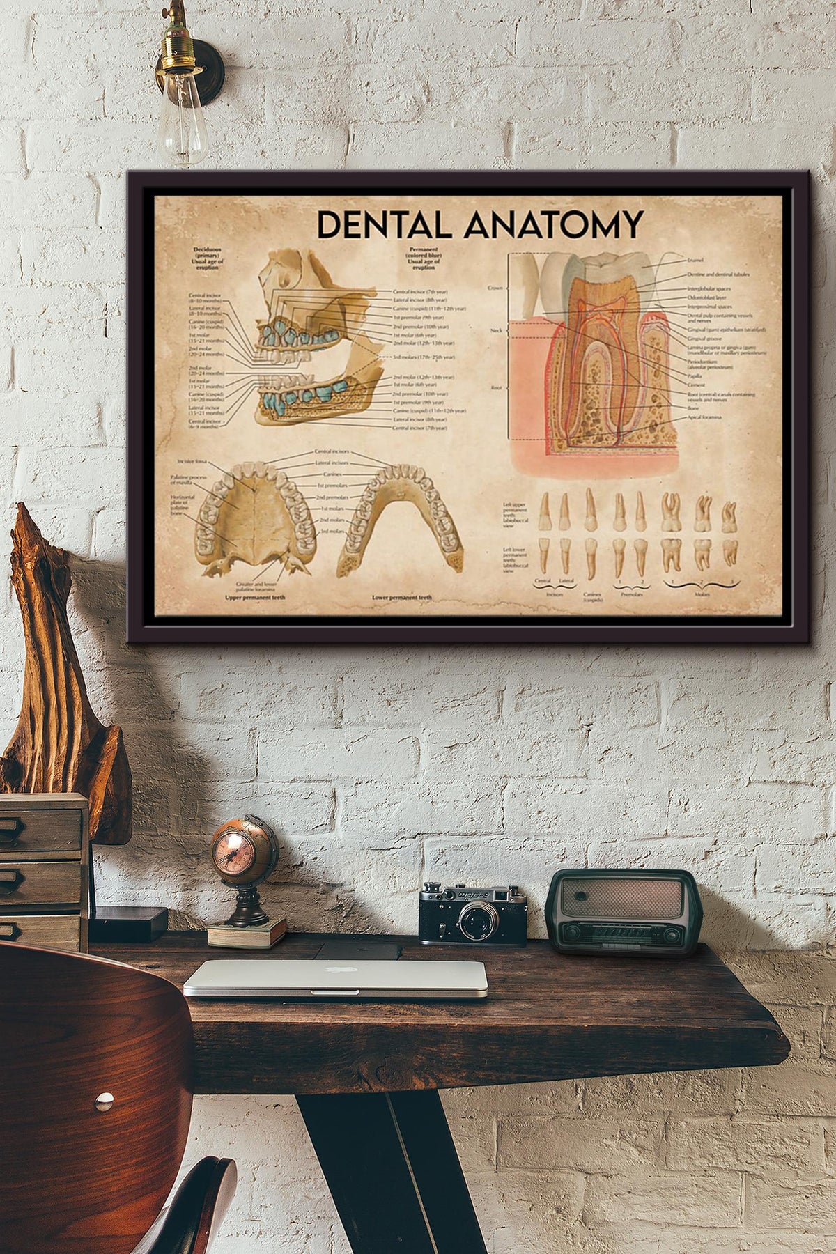 Dentist Dental Anatomy Poster n Framed Matte Canvas