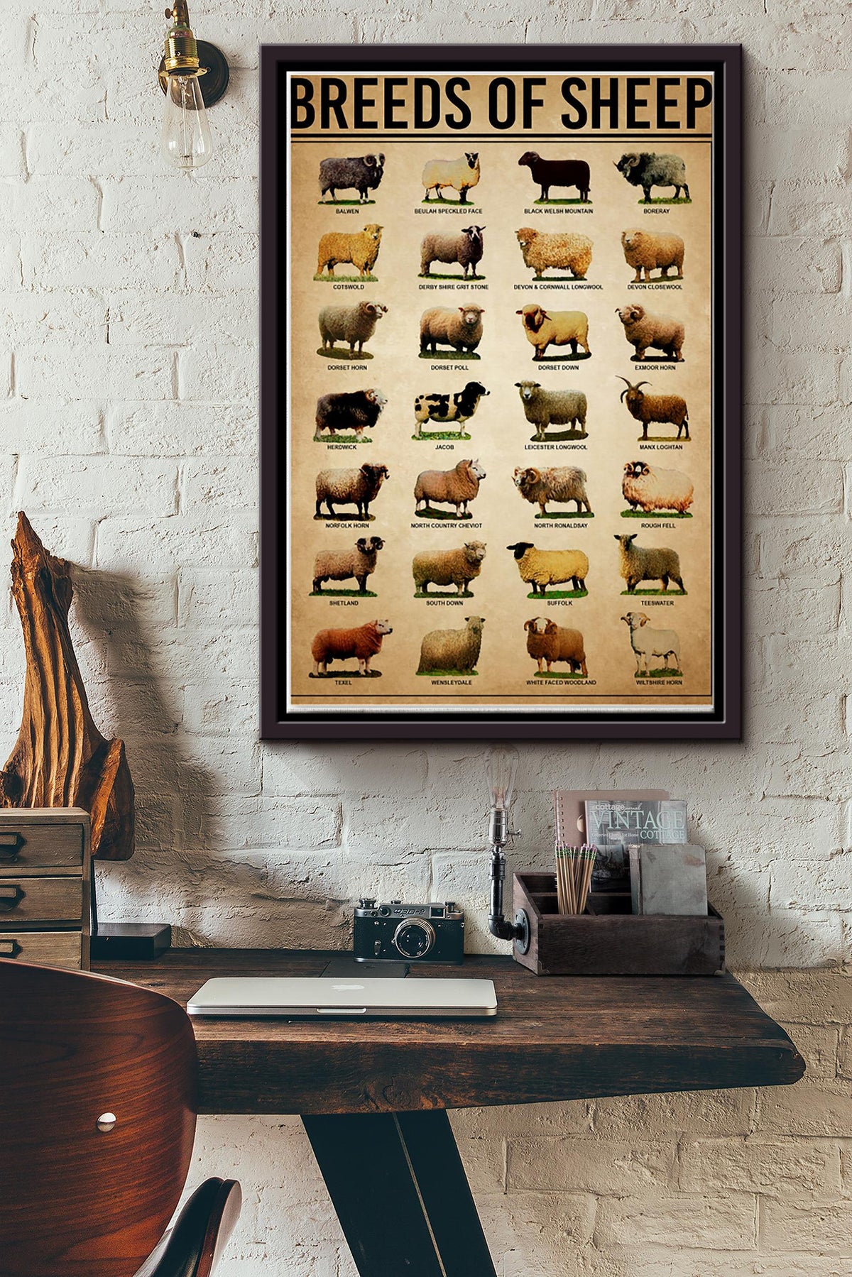 Breeds Of Sheep Farm Wall Decor Poster Framed Matte Canvas