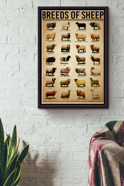 Breeds Of Sheep Farm Wall Decor Poster Framed Matte Canvas