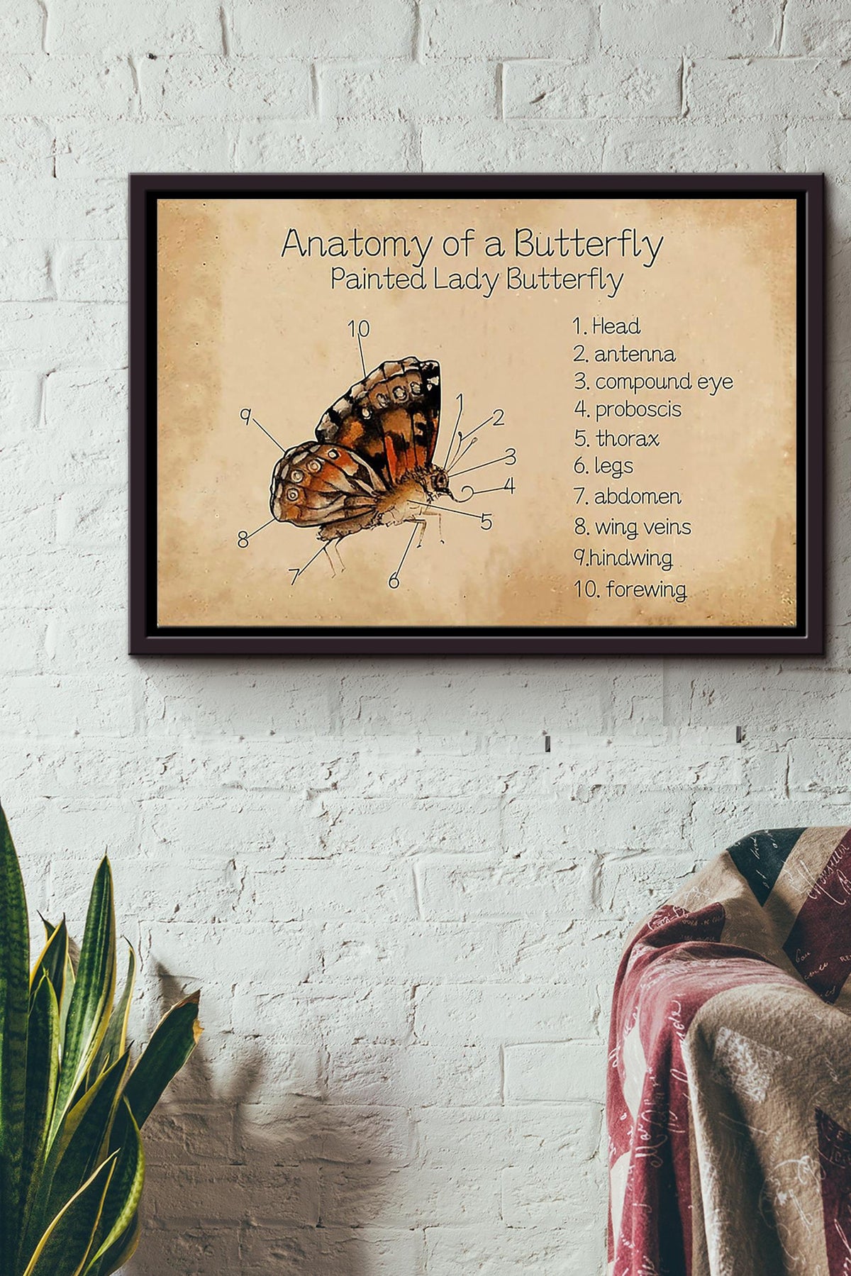 Butterfly Anatomy Of A Butterfly n Framed Matte Canvas