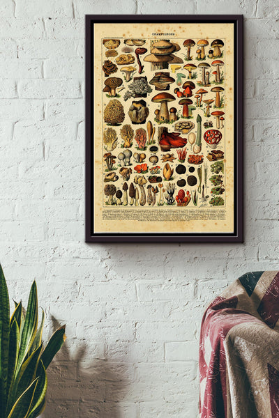 Types Of Champignons Poster - Nature Wall Art - Gift For Camper Mushroom Hunter Biologist Framed Matte Canvas Framed Prints, Canvas