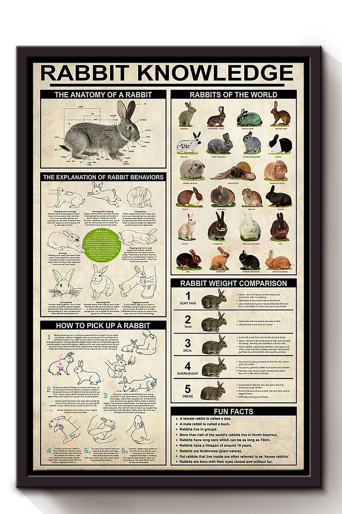 Rabbit Basic Information Animal Knowledge Wall Art For Homeschool Home Decor Framed Canvas Framed Prints, Canvas