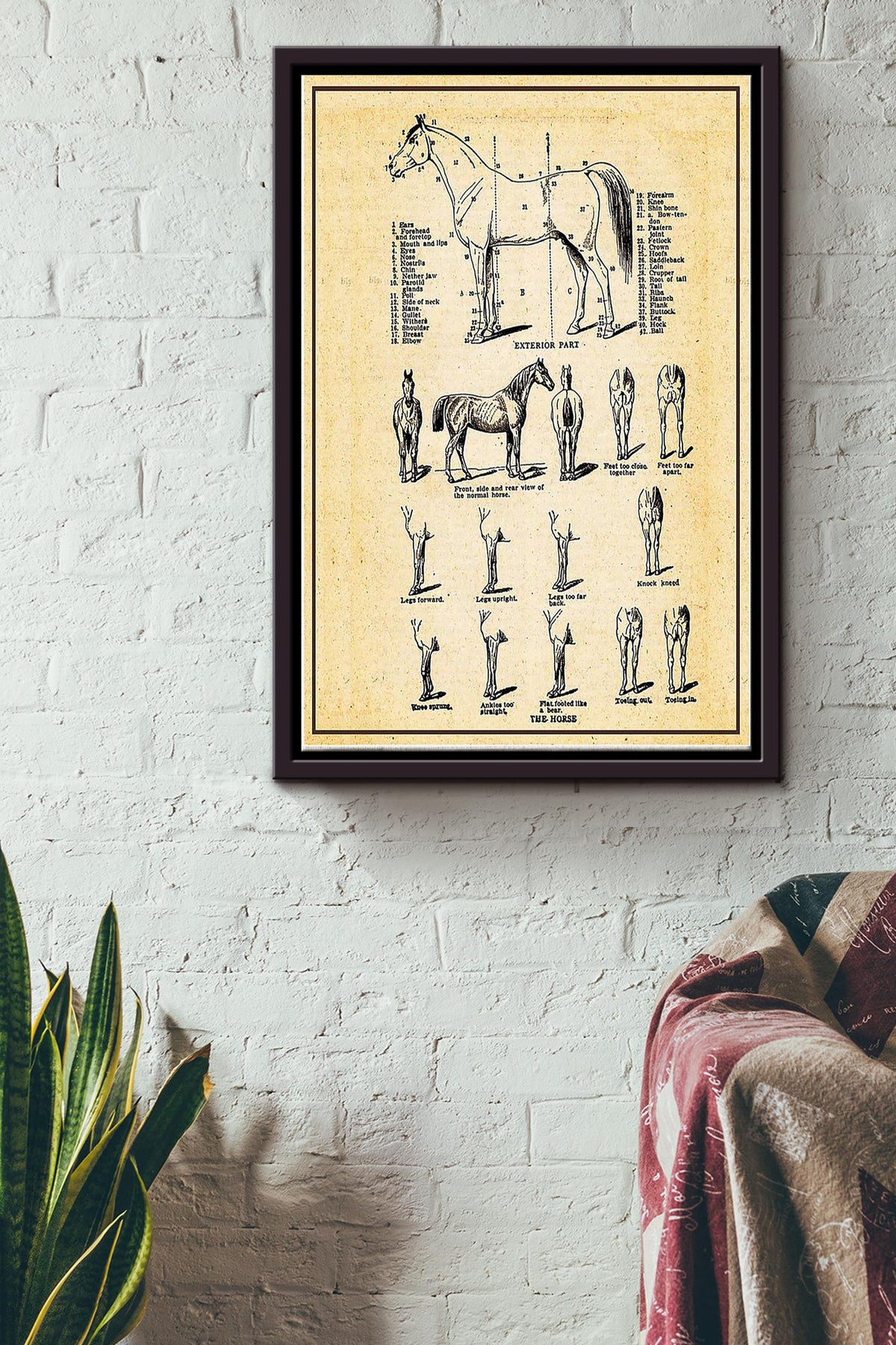 The Horse Anatomy Horse Poster Framed Matte Canvas