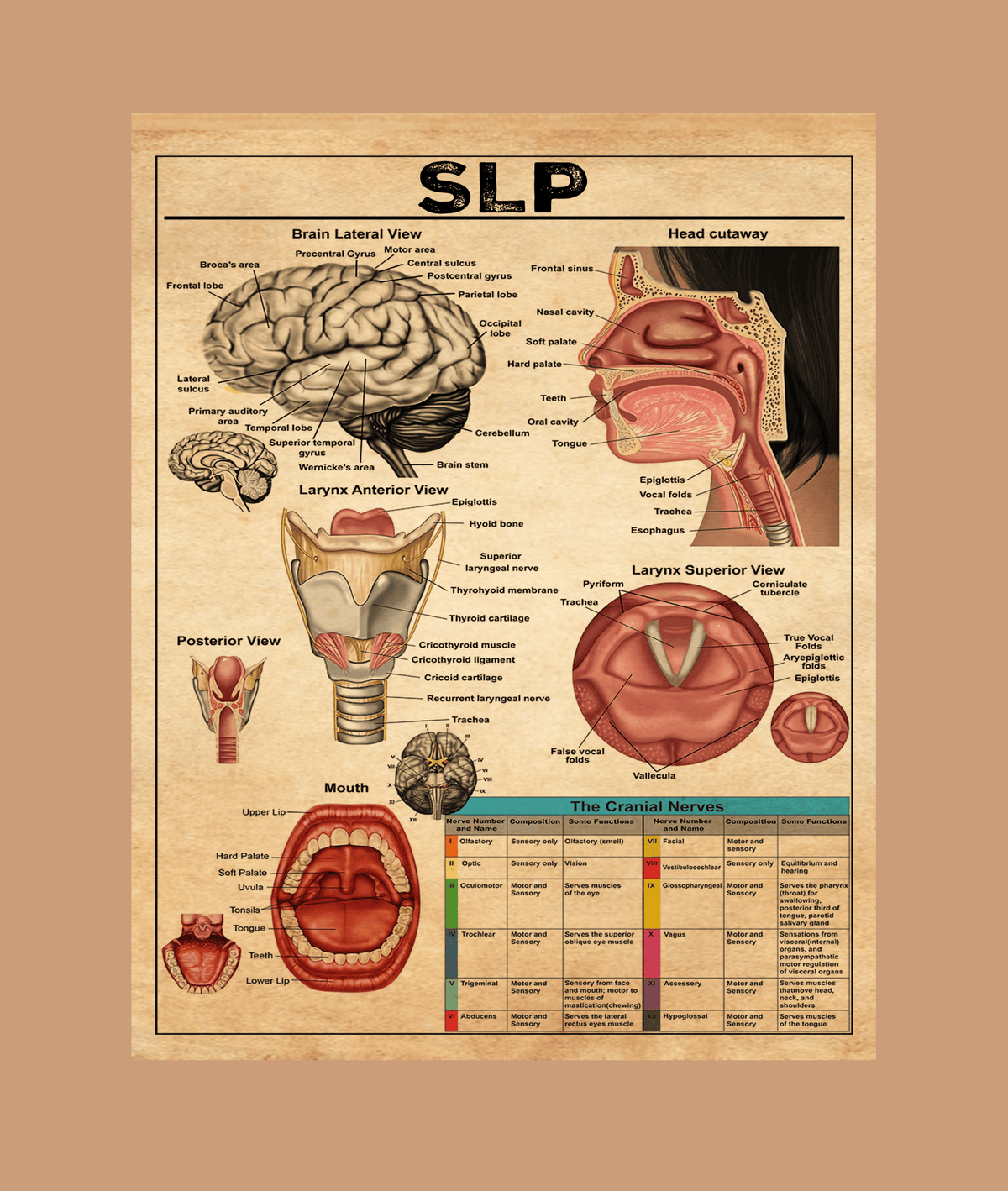 Speech Language Pathologists Slp Knowledge Poster Framed Matte Canvas
