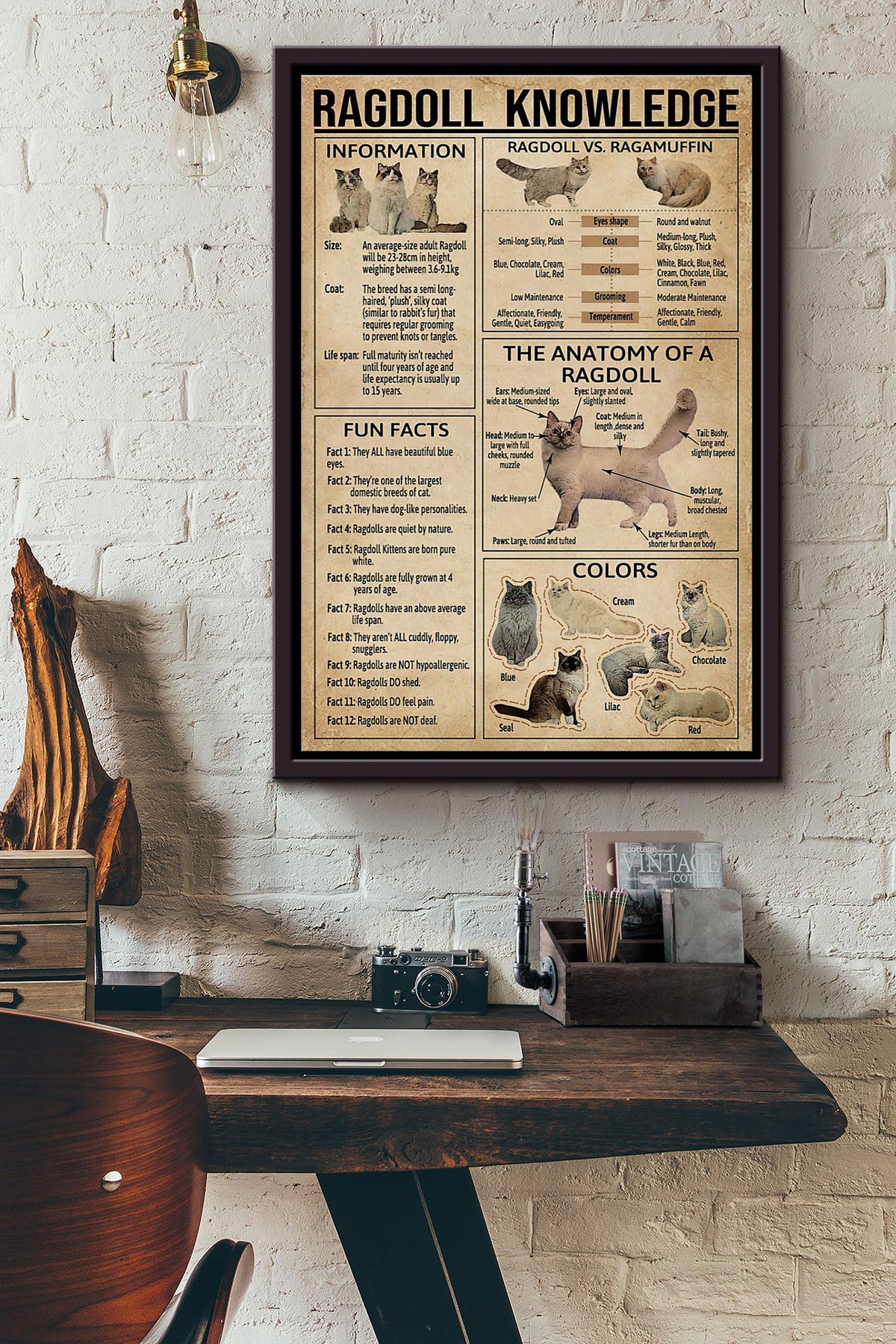 Ragdoll Cat Knowledge Poster Framed Matte Canvas