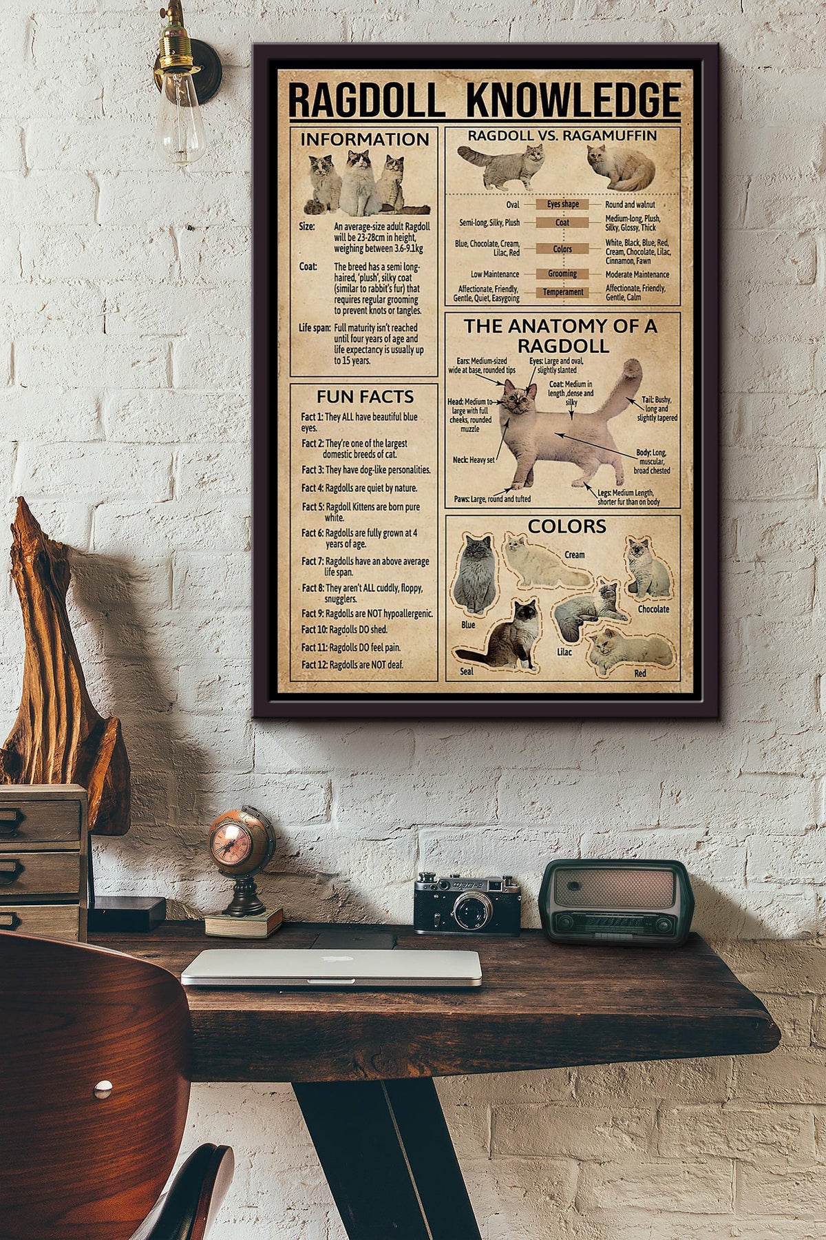 Ragdoll Cat Knowledge Poster Framed Matte Canvas