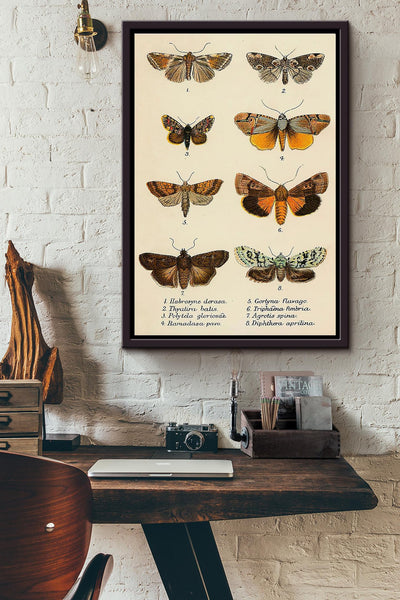 Butterfly Types Framed Matte Canvas