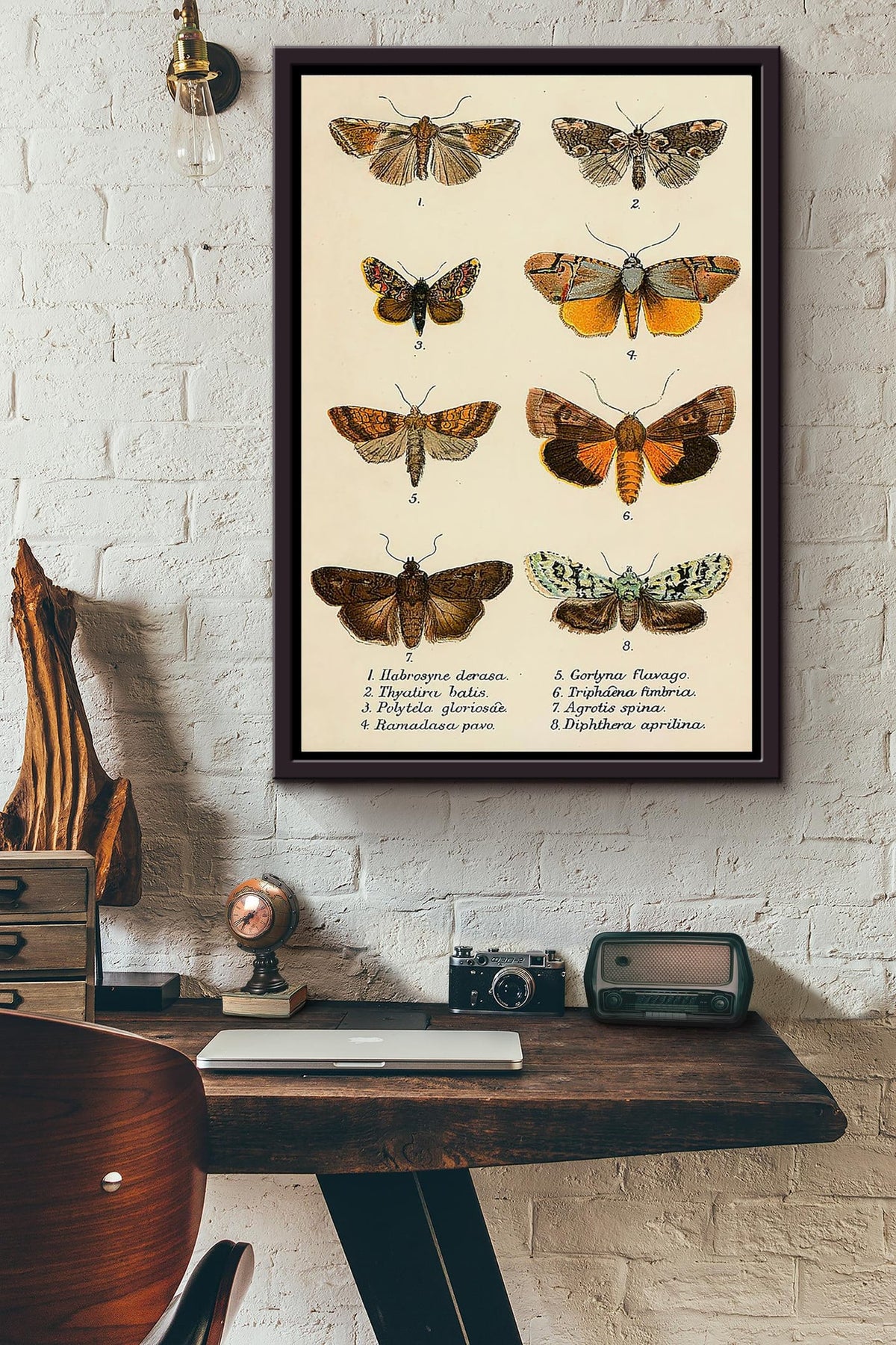 Butterfly Types Framed Matte Canvas