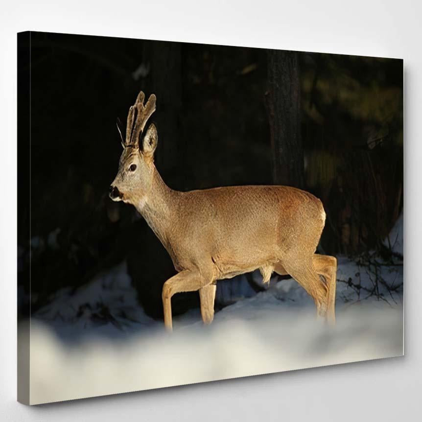 European Roe Deercapreolus Capreolus Growing New Deer Animals Premium Multi Canvas Prints, Multi Piece Panel Canvas Luxury Gallery Wall Fine Art Print