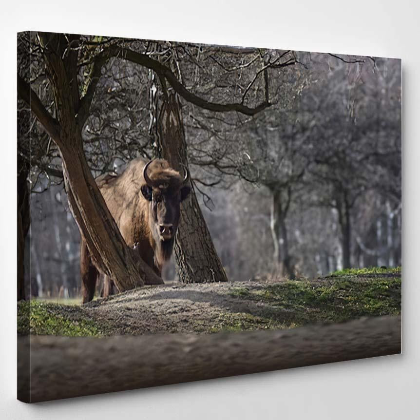 European Bison Dark Forest Bison Animals Luxury Multi Canvas Prints, Multi Piece Panel Canvas Gallery Art Print Print