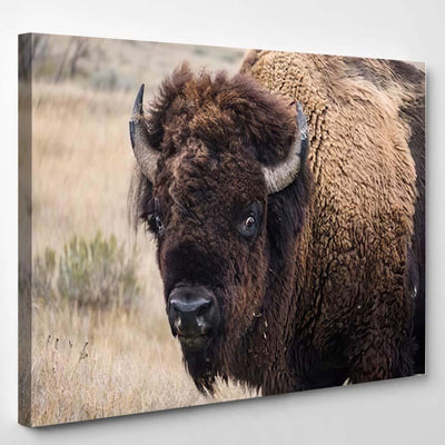 Close Buffalobison Whites Eyes Visible Bison Animals Luxury Multi Canvas Prints, Multi Piece Panel Canvas Gallery Art Print Print