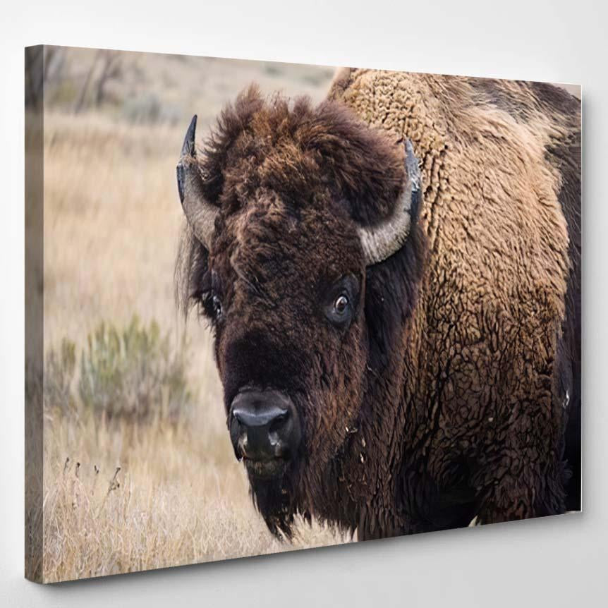 Close Buffalobison Whites Eyes Visible Bison Animals Luxury Multi Canvas Prints, Multi Piece Panel Canvas Gallery Art Print Print