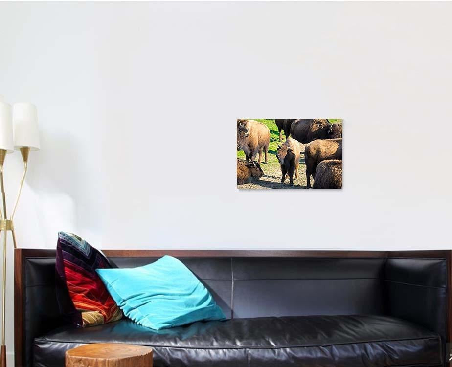 Bison Nachusa Grasslands Illinois Bison Animals Luxury Multi Canvas Prints, Multi Piece Panel Canvas Gallery Art Print Print