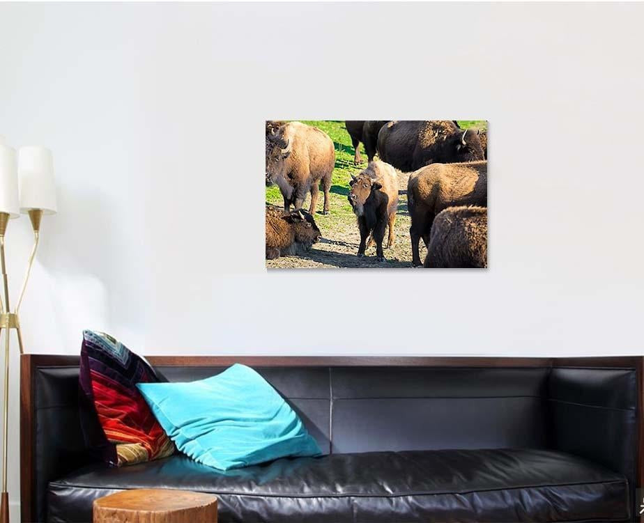 Bison Nachusa Grasslands Illinois Bison Animals Luxury Multi Canvas Prints, Multi Piece Panel Canvas Gallery Art Print Print