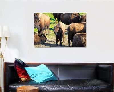 Bison Nachusa Grasslands Illinois Bison Animals Luxury Multi Canvas Prints, Multi Piece Panel Canvas Gallery Art Print Print