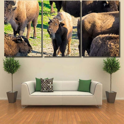 Bison Nachusa Grasslands Illinois Bison Animals Luxury Multi Canvas Prints, Multi Piece Panel Canvas Gallery Art Print Print