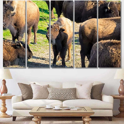Bison Nachusa Grasslands Illinois Bison Animals Luxury Multi Canvas Prints, Multi Piece Panel Canvas Gallery Art Print Print