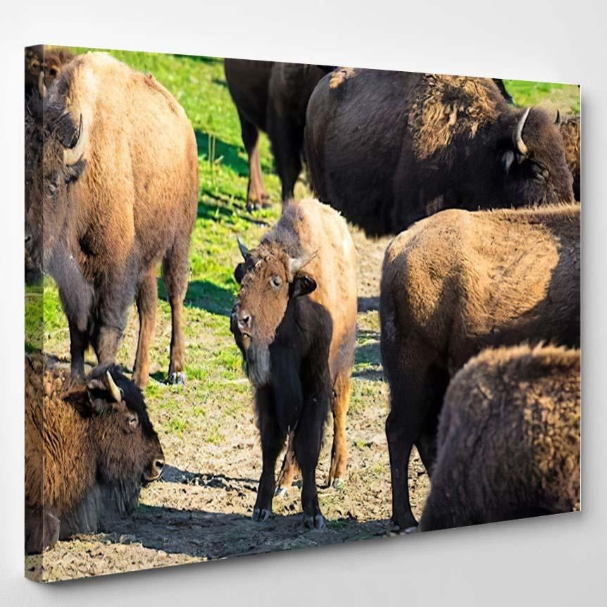 Bison Nachusa Grasslands Illinois Bison Animals Luxury Multi Canvas Prints, Multi Piece Panel Canvas Gallery Art Print Print