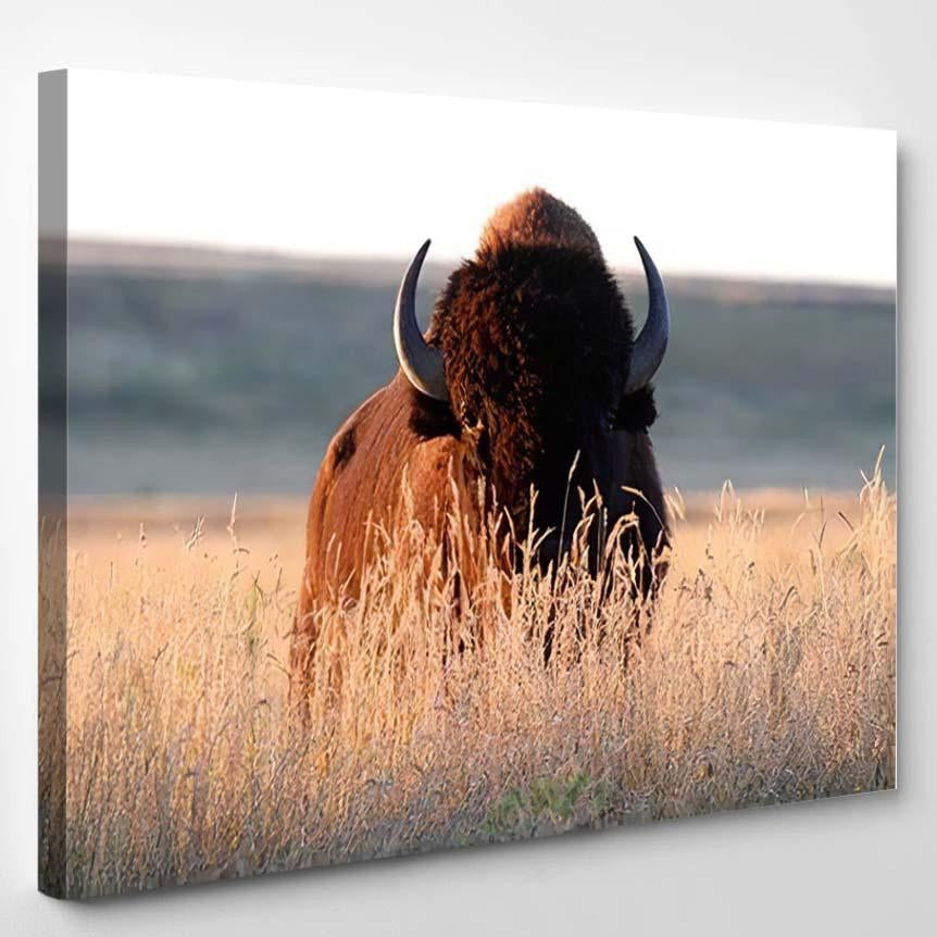 American Bison Bull Tall Grass Shortgrass Bison Animals Luxury Multi Canvas Prints, Multi Piece Panel Canvas Gallery Art Print Print