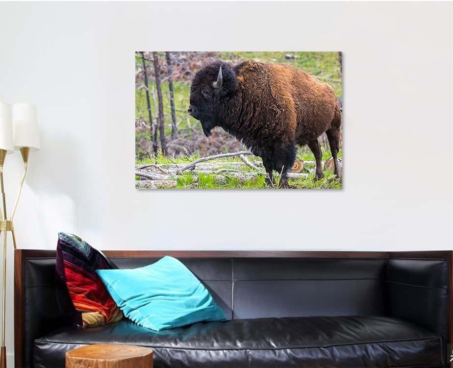 American Bison Field Custer State Park Bison Animals Luxury Multi Canvas Prints, Multi Piece Panel Canvas Gallery Art Print Print