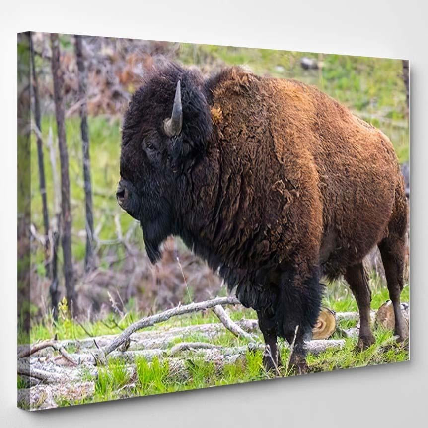 American Bison Field Custer State Park Bison Animals Luxury Multi Canvas Prints, Multi Piece Panel Canvas Gallery Art Print Print