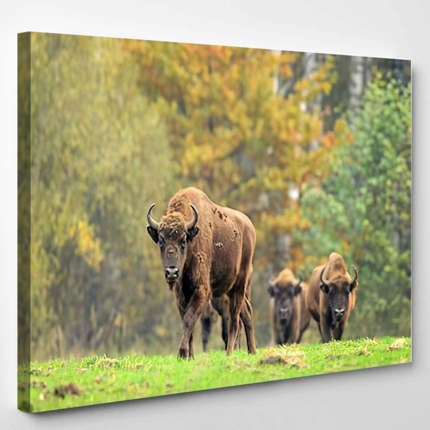 European Bisons Natural Habitat Bison Animals Luxury Multi Canvas Prints, Multi Piece Panel Canvas Gallery Art Print Print
