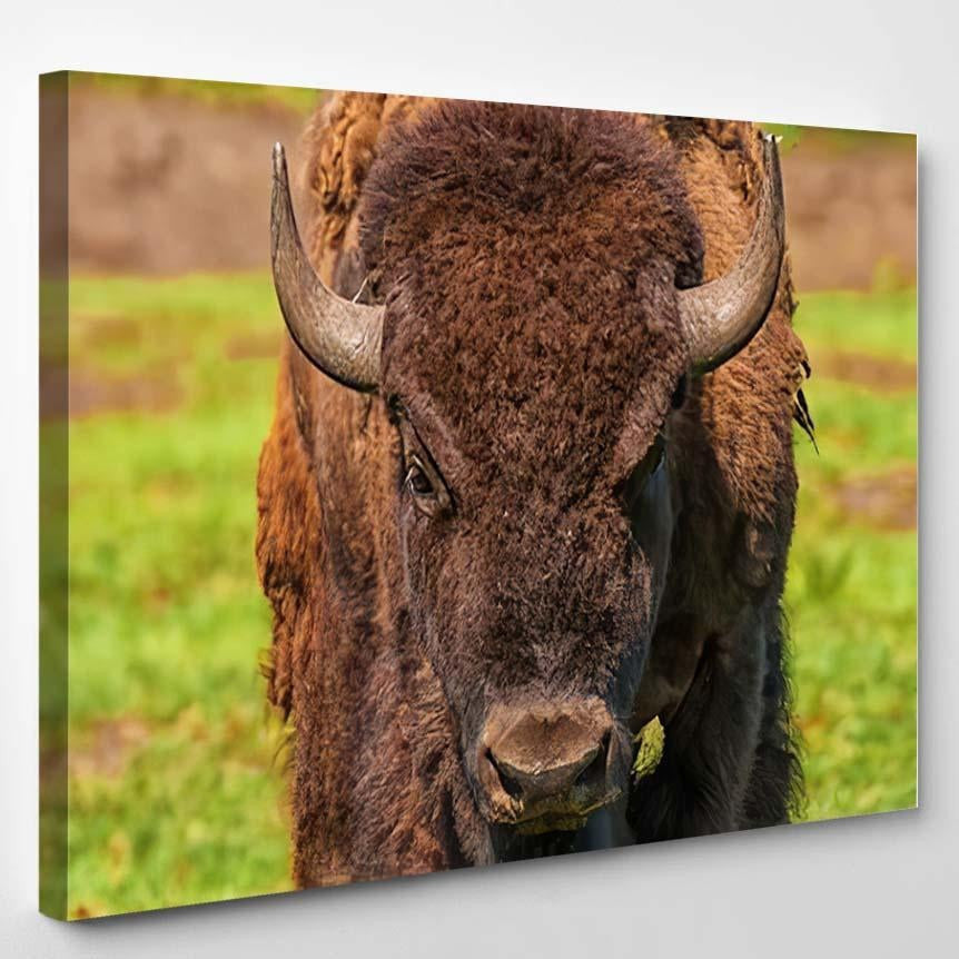 Close Head American Bison Bison Animals Luxury Multi Canvas Prints, Multi Piece Panel Canvas Gallery Art Print Print