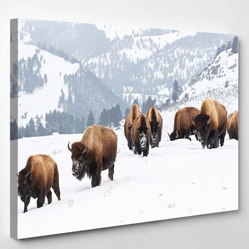 Yellowstone Bison Winter Snow 1 Bison Animals Luxury Multi Canvas Prints, Multi Piece Panel Canvas Gallery Art Print Print