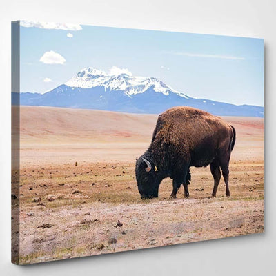 Single Bison Eating Grass On Field Bison Animals Luxury Multi Canvas Prints, Multi Piece Panel Canvas Gallery Art Print Print