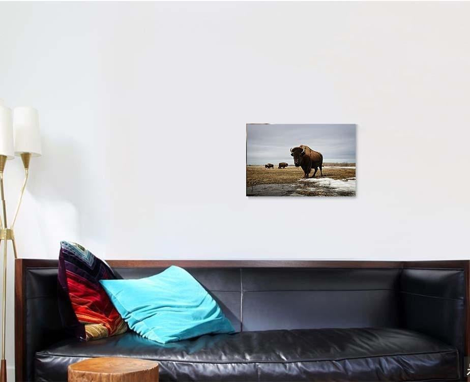 Bison On Prairie Bison Animals Luxury Multi Canvas Prints, Multi Piece Panel Canvas Gallery Art Print Print