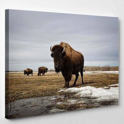 Bison On Prairie Bison Animals Luxury Multi Canvas Prints, Multi Piece Panel Canvas Gallery Art Print Print