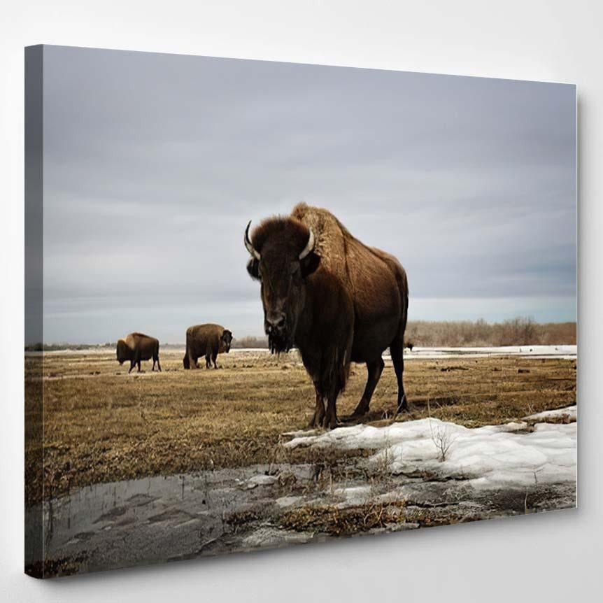 Bison On Prairie Bison Animals Luxury Multi Canvas Prints, Multi Piece Panel Canvas Gallery Art Print Print
