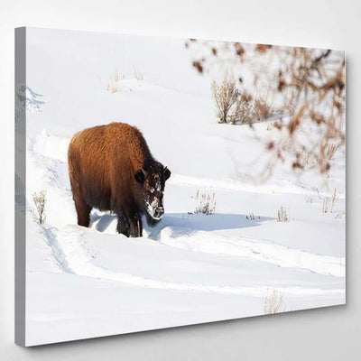 American Bison Explores Snow Covered Winter Bison Animals Luxury Multi Canvas Prints, Multi Piece Panel Canvas Gallery Art Print Print