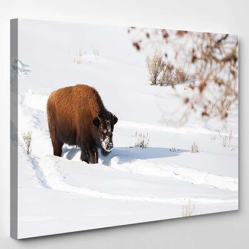 American Bison Explores Snow Covered Winter Bison Animals Luxury Multi Canvas Prints, Multi Piece Panel Canvas Gallery Art Print Print