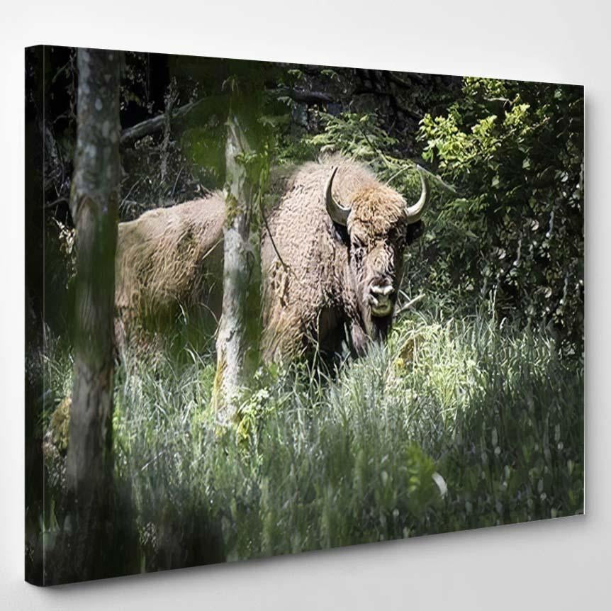 Bison Bulls Danish Nature Experiment Almindingen Bison Animals Luxury Multi Canvas Prints, Multi Piece Panel Canvas Gallery Art Print Print
