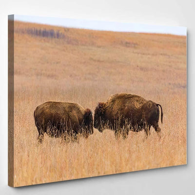 Two American Bison Face Each Other Bison Animals Luxury Multi Canvas Prints, Multi Piece Panel Canvas Gallery Art Print Print