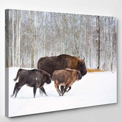 Large Brown Bisons Wisent Running Winter Bison Animals Luxury Multi Canvas Prints, Multi Piece Panel Canvas Gallery Art Print Print