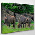 Family Bison Grazing On Pastures Aurochs Bison Animals Luxury Multi Canvas Prints, Multi Piece Panel Canvas Gallery Art Print Print