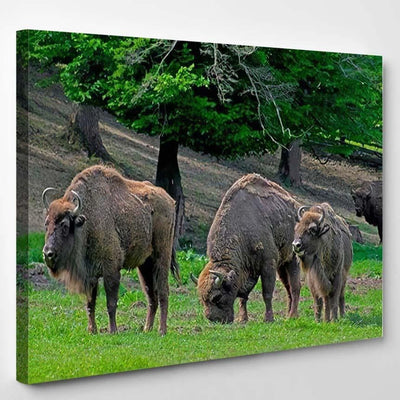 Family Bison Grazing On Pastures Aurochs Bison Animals Luxury Multi Canvas Prints, Multi Piece Panel Canvas Gallery Art Print Print