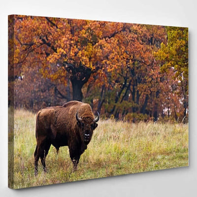 European Bison Autumn Latin Bonasus Bison Animals Luxury Multi Canvas Prints, Multi Piece Panel Canvas Gallery Art Print Print