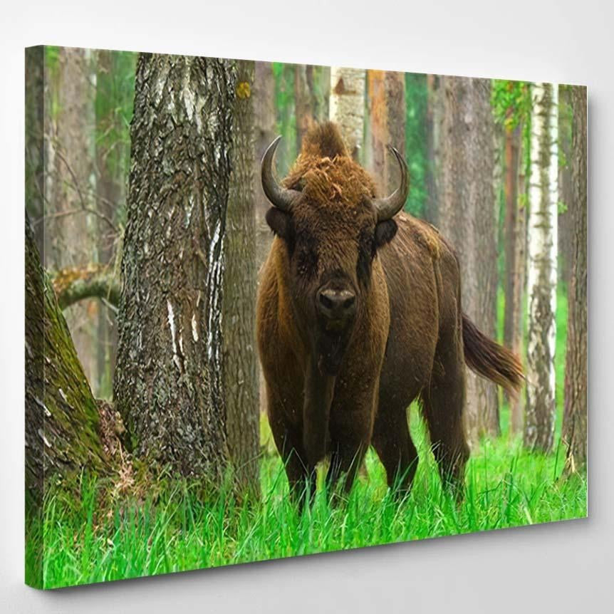 European Bison Bonasus Captured Oka Nature Bison Animals Luxury Multi Canvas Prints, Multi Piece Panel Canvas Gallery Art Print Print